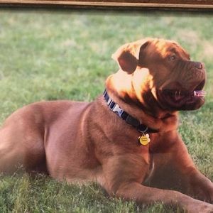 Meet your Posher, Peter